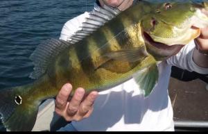 Pousada Rancho as margens do Rio Paraná com 3 suites e vista para o rio , excelente para pescaria