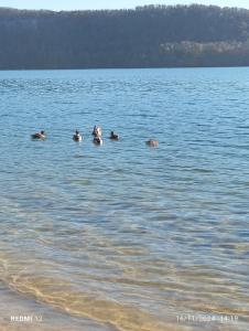 Campings Chalet pres de la plage : photos des chambres