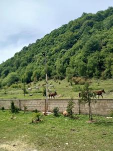 Martvili Canyon Cottage by the River