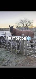 Johannas ranch Särö rummet