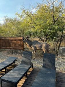 Chui House A Bush Retreat with Pool and AC Near Kruger Gate