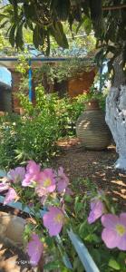Holiwood
