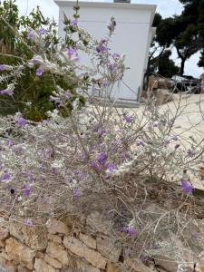 D & A Land luxury house