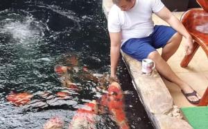 Koi Empire Bed and Breakfast