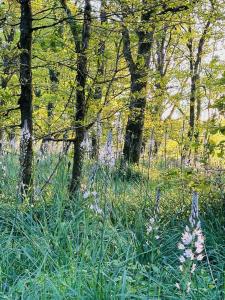 Gîte de lÉtang Vieux