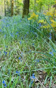 Gîte de lÉtang Vieux