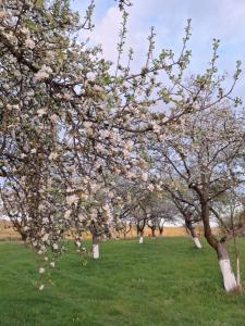 Pensiunea Agroturistica Ica