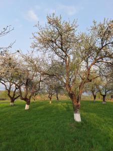 Pensiunea Agroturistica Ica