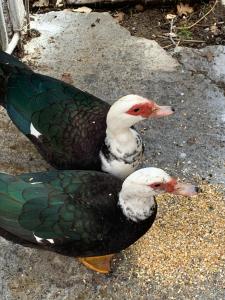 Παραδοσιακός πέτρινος ξενώνας σε φάρμα