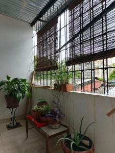 Orquídeas Hause