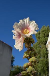 Villas Villa avec Piscine chauffee et parc arbore situee a 100 m de la Plage et Foret sans vis a vis : photos des chambres