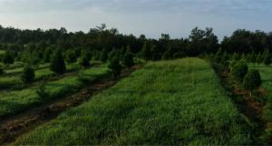 Rural life on a real Christmas tree farm! Hallmark experience!