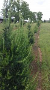 Rural life on a real Christmas tree farm! Hallmark experience!