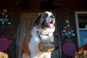 Rural life on a real Christmas tree farm! Hallmark experience!