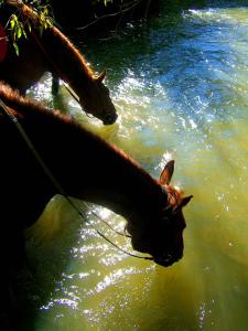 Ośrodek Górskiej Turystyki Jeździeckiej Połoniny