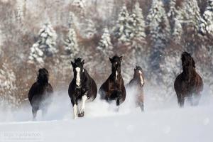 Ośrodek Górskiej Turystyki Jeździeckiej Połoniny