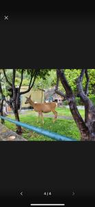 Il Gabbiano Di Pieve