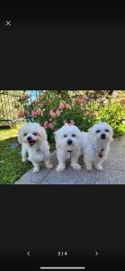 Il Gabbiano Di Pieve