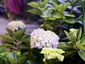 Draha In Halong - Refined Retreat - The Aussie Choice