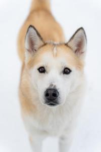 Chalet au cœur de la Taïga Finlandaise