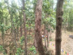 Tranquil jungle The Food Lab Retreat