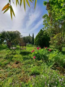 Le Chant des Tongs - Les Oliviers