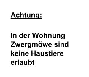 Apart Zwergmöwe
