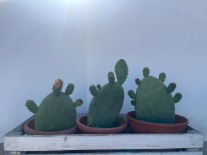 Monteverde Double Terrace Penthouse