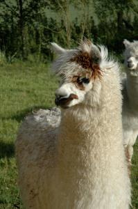 Alpaca Lodge on the North Coast