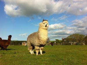 Alpaca Lodge on the North Coast