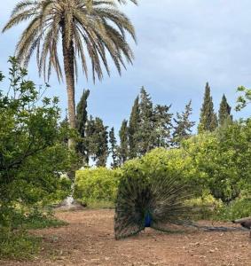 Dar louzir à Tazarka