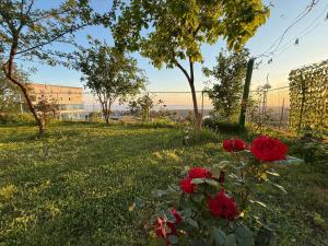 Meti guest house