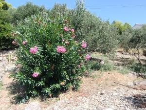 Beautiful Holiday House