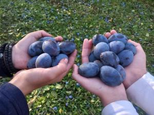 Seosko domaćinstvo Aprcović