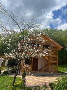 Карпатська Модрина