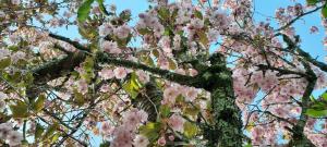 Outdoor & Relax Blackforest