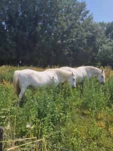 Campings La cabane des reves : Mobile Home