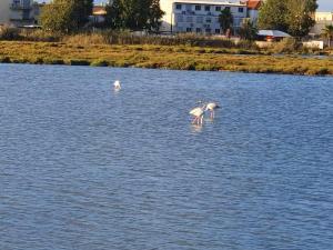 Campings La cabane des reves : photos des chambres