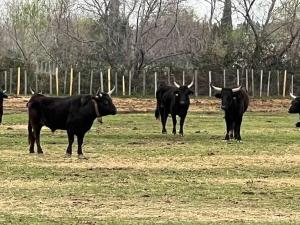 B&B / Chambres d'hotes Loft Apartment , La Terrasse Centre Ville d'Arles, : photos des chambres