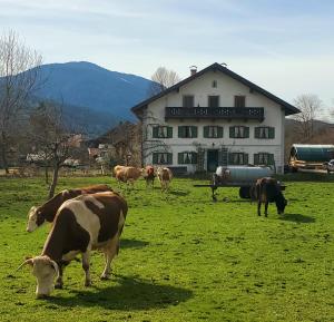 Biohof Dimper - HühnerNest