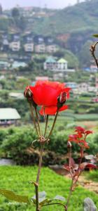 Nuwan home - Ubytování bez kategorie ve městě Nuwara Eliya