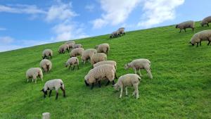 Ferienwohnung Watt n Deichblick