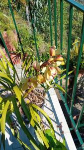 Trebiano a casa dei nonni