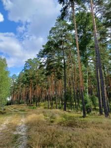 Domek u Bartnika z basenem na Mazurach