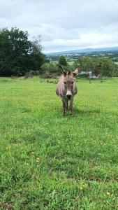 Le Mont Poupet au domaine de Tara