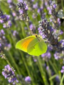 Appartements Hebergement a la campagne : photos des chambres