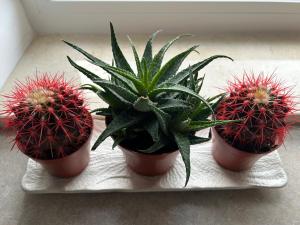 Luxury & Cozy Apartment - Maurer Residence Tg-Mureș