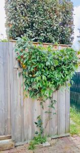 Maisons de vacances Cocon entre presqu'ile du Cap Ferret et plages oceanes - terrasse - 1 velo gratuit : photos des chambres