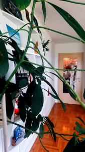 Albi Apartment