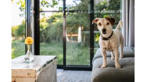 Bedervale Tiny by Tiny Away